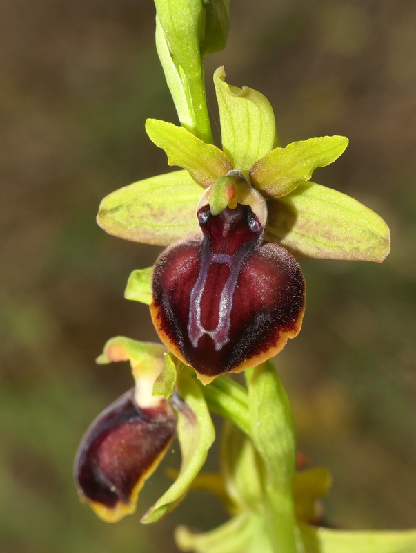 Ophrys tardive e altre orchidee in Epiro - Grecia settentrionale  22_30 maggio 2024.